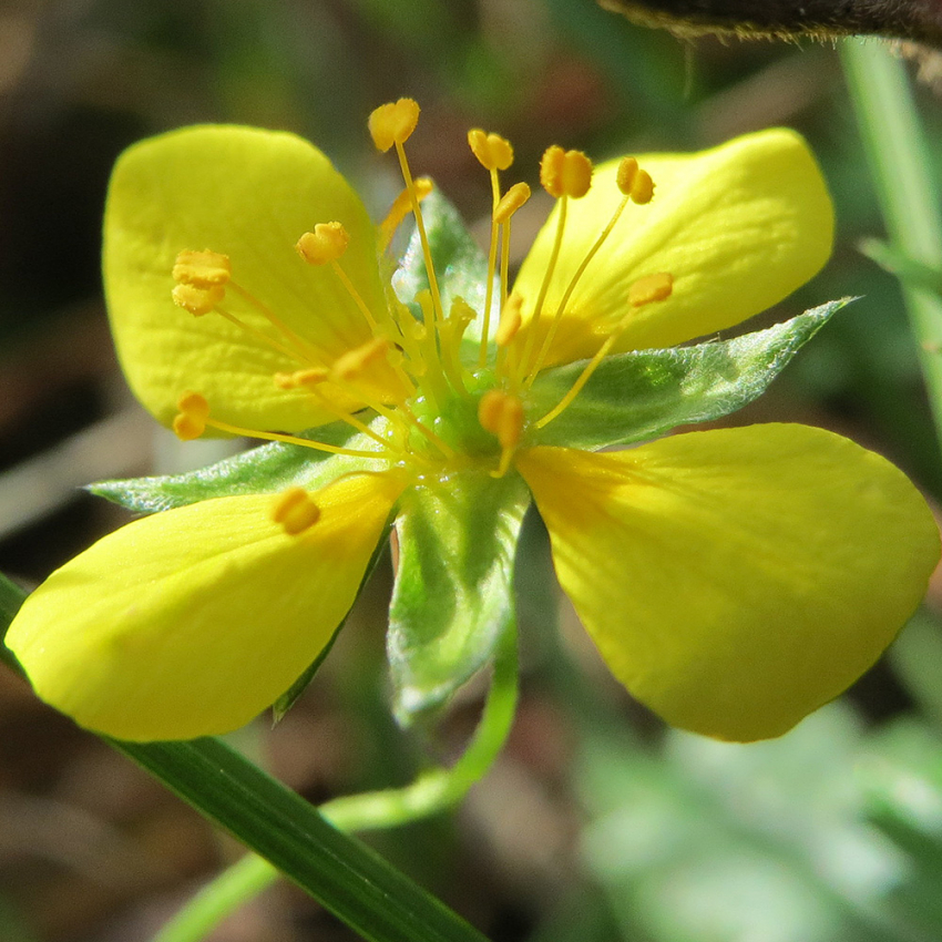 Blodrot, Gula blommor. Lättodlad, används i te och mot inflammation i mun & hals