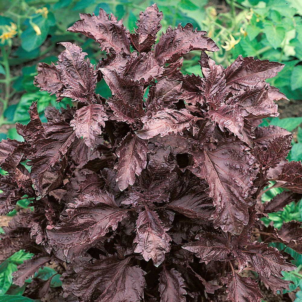 Purpurbasilika 'Purple Ruffles'