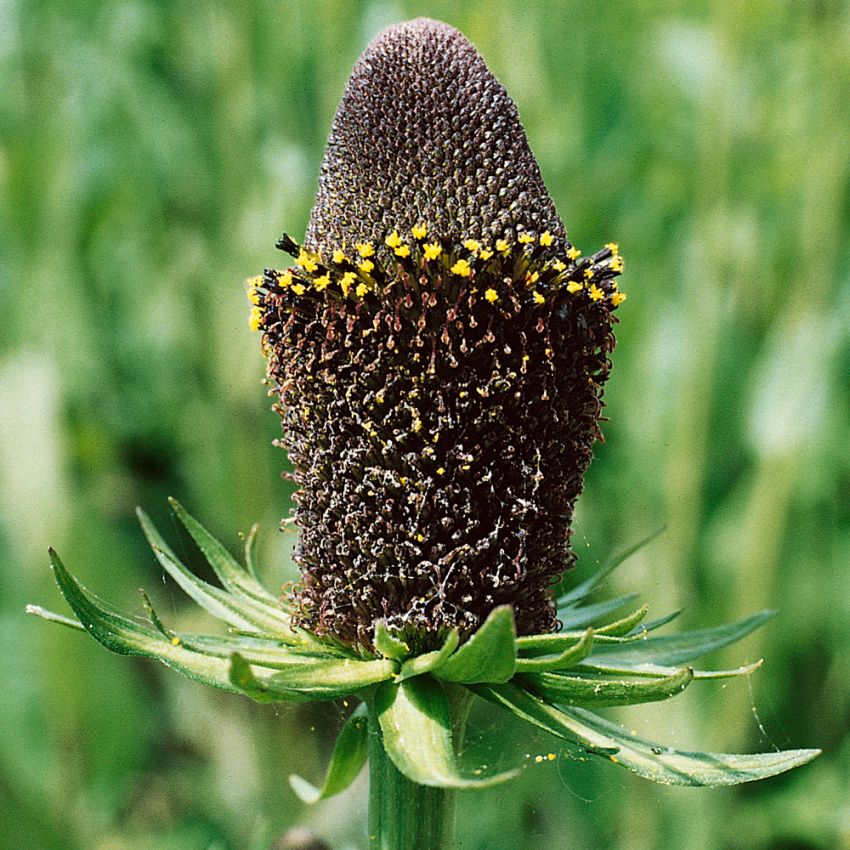 Trollrudbeckia 'Green Wizzard'