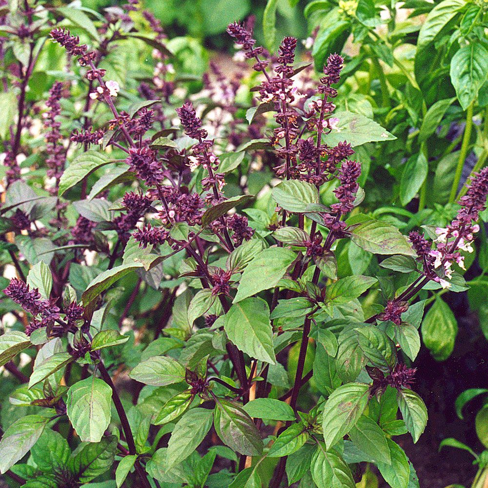 Kanelbasilika 'Cinnamon'