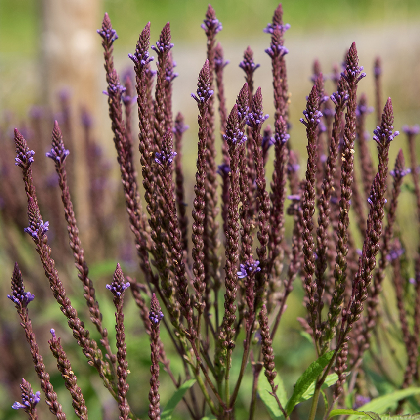 Blåverbena, långa lansettblad och täta, blåvioletta-skära axblommor i flockar.