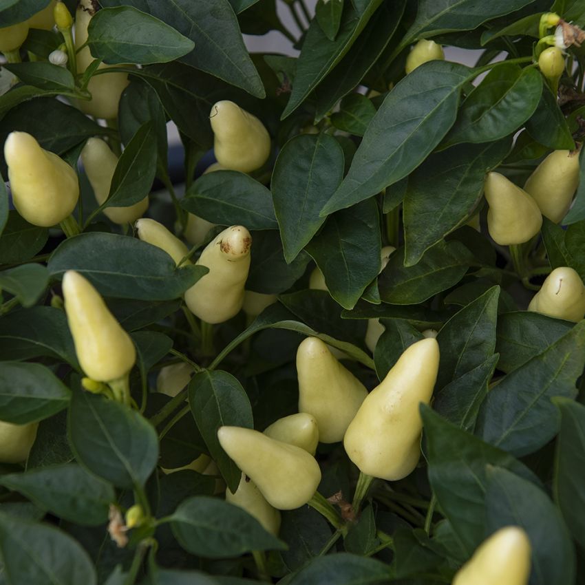 Tabascopeppar 'Capela White'