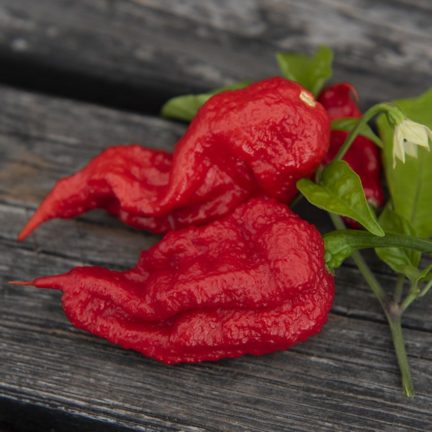 Havannapeppar 'Carolina Reaper'