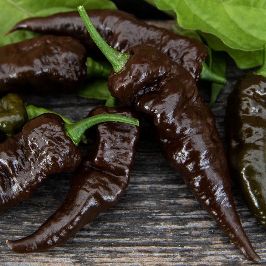 Havannapeppar 'Naga Black'