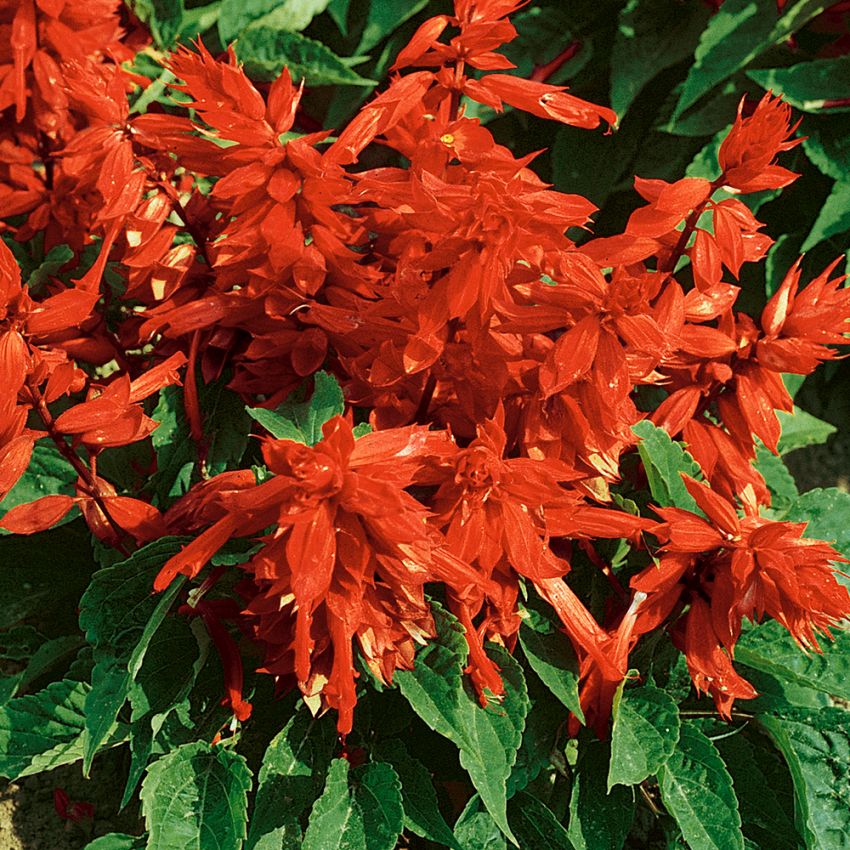 Praktsalvia Scarlet Piccolo Ettariga Blommor Salvia Splendens Impecta