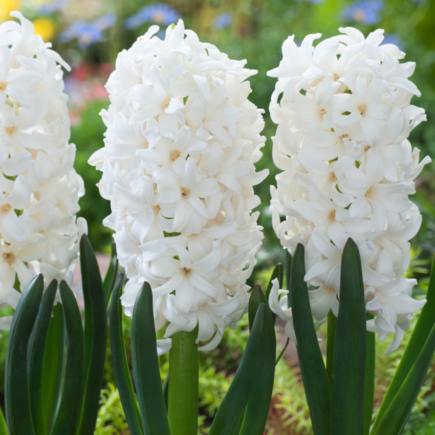 Hyacint 'Carnegie' 5 st, Stadiga, täta blomspiror i renaste vitt med underbar väldoft.
