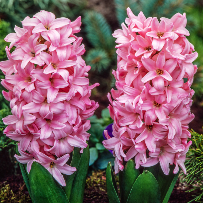 Hyacint 'Pink Surprise' 5 st, Stadiga, täta blomspiror i lysande rosa med blekrosa kanter med underbar väldoft.