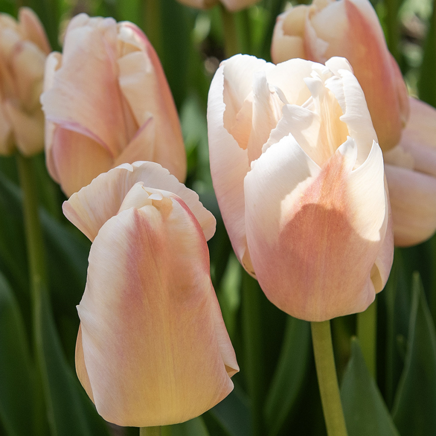 Darwinhybridtulpan 'Apricot Pride' 7 st, En ljuvlig tulpan med mjuka skiftningar i aprikost och rosa i utsökt harmoni.