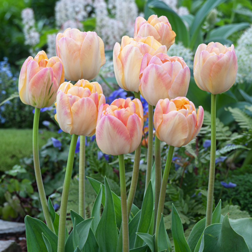 Tulpan 'Creme Upstar' 7 st, stora blommor i ljuva pasteller av gul och creme med charmerande rodnad av rosa på kronbladskanterna