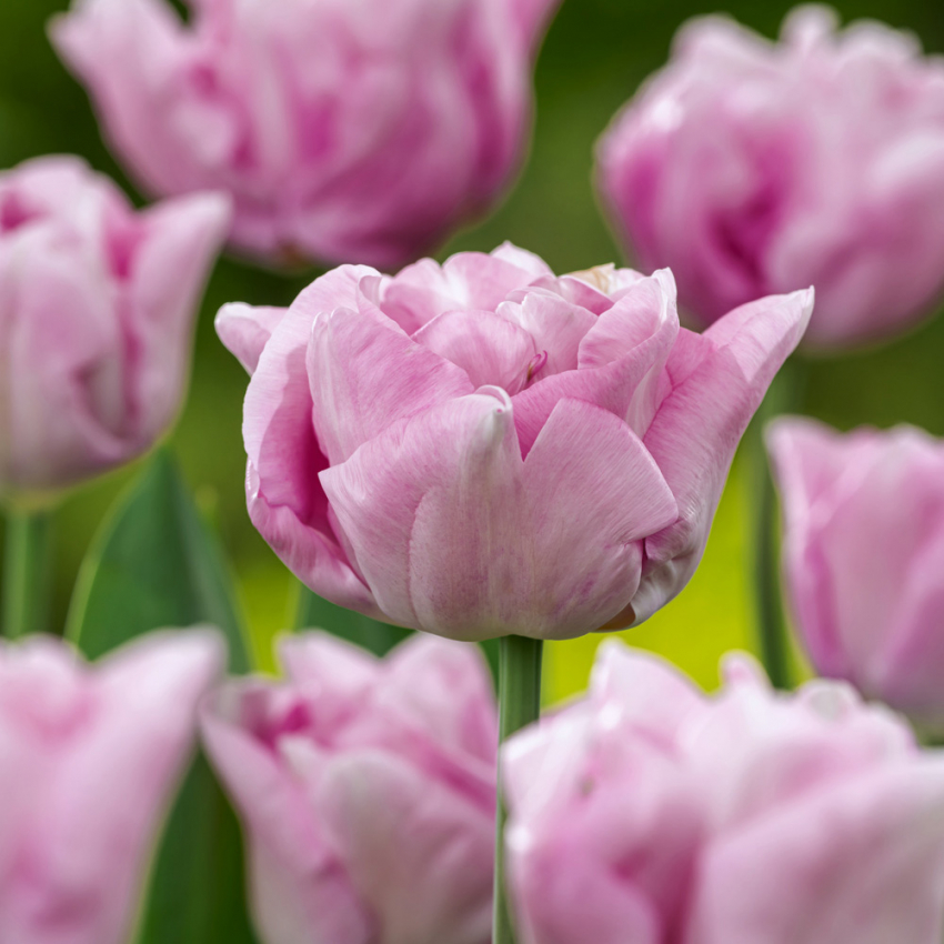 Tulpan 'Katinka' 7 st, En ljuvlig, helfylld tulpan med stora blommor i svala toner av syrenlila och gammalrosa.