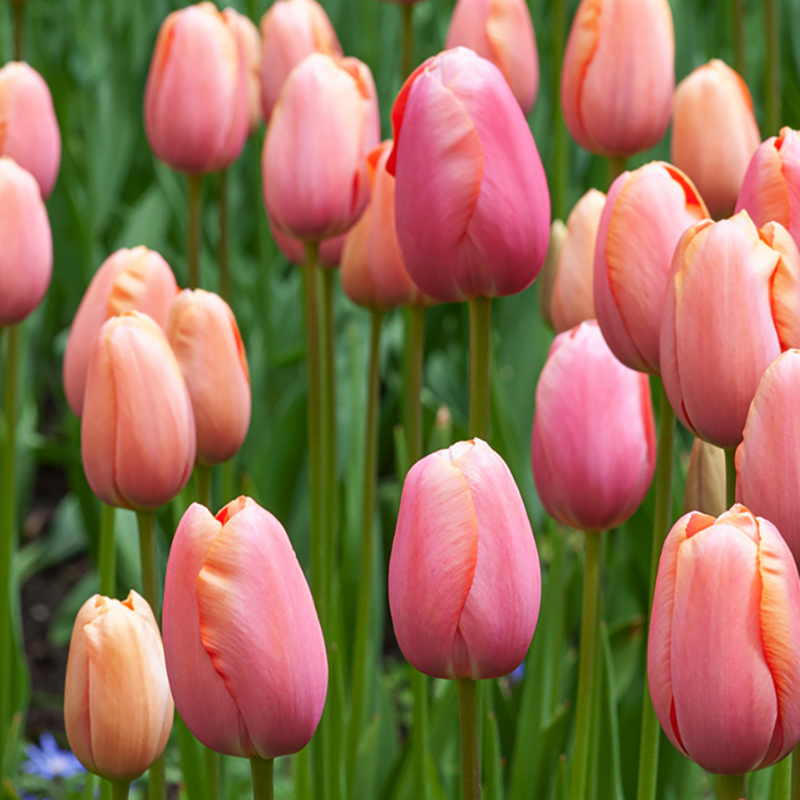 Tulpan 'Menton' 10 st, stora, enkla blommor med förtrollande skiftningar av pastellrosa nyanser med mjukt laxfärgade kanter.