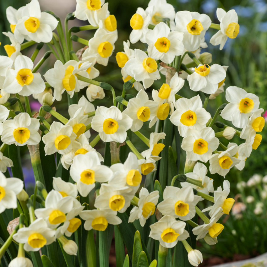 Bukettnarciss 'Avalanche' 5 st, Rikblommande narciss med väldoftande, cremevita blommor med solgul, liten trumpet.