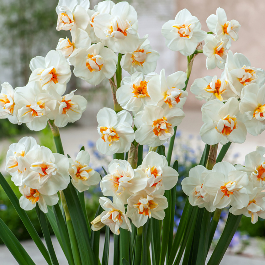 Bukettnarciss 'Sir Winston Churchill' 5 st, Samplantera gärna med andra vårblommande lökväxter