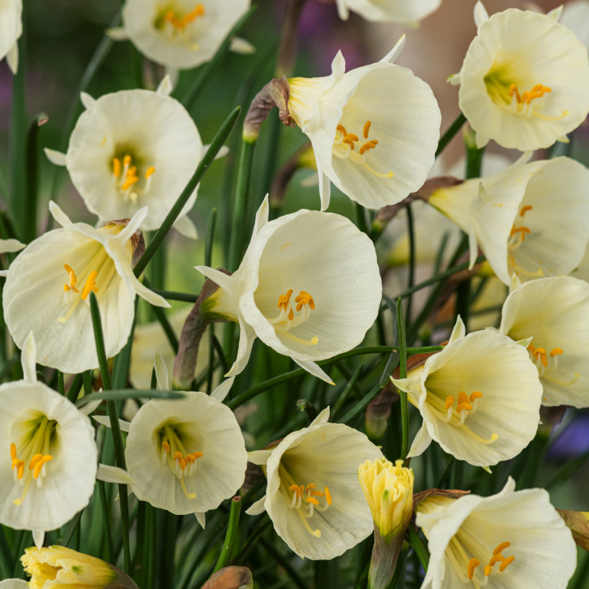 Krinolinnarciss 'White Petticoat' 5 st, Söt lågväxande narciss med trattformade vita blommor, liknande en skir underkjol.