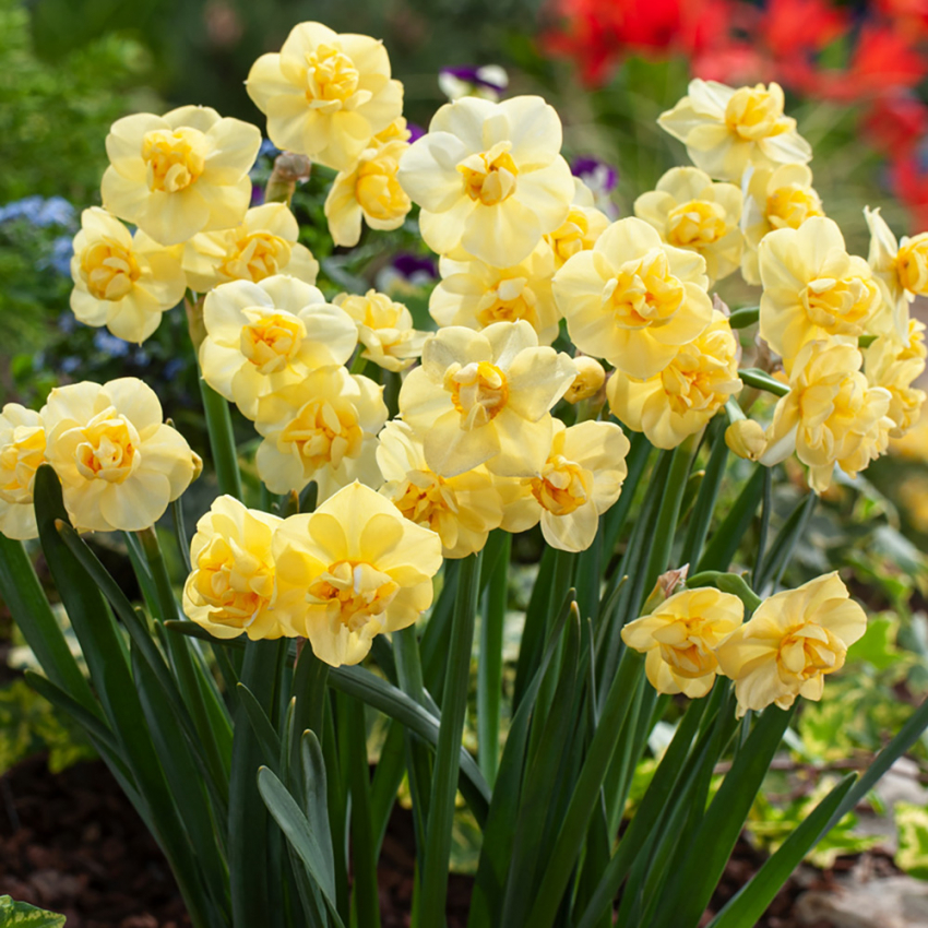 Bukettnarciss 'Yellow Cheerfulness' 5 st, En mycket väldoftande, tätt fylld narciss i ljust citrongula nyanser. 