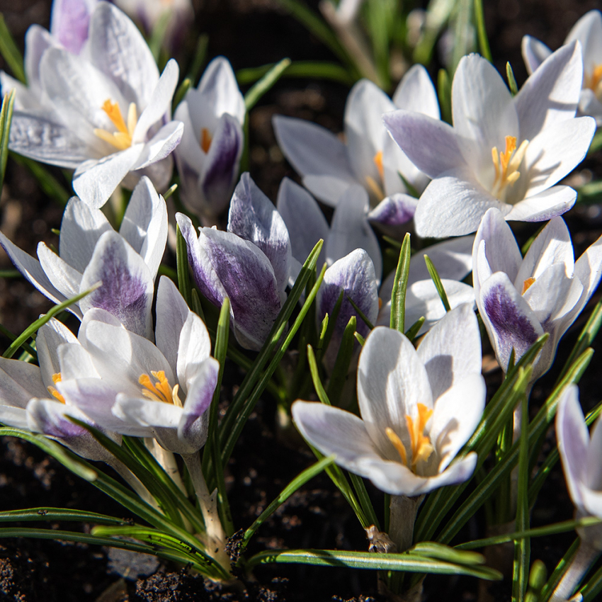 Blå Bägarkrokus 'Prins Claus' 15 st