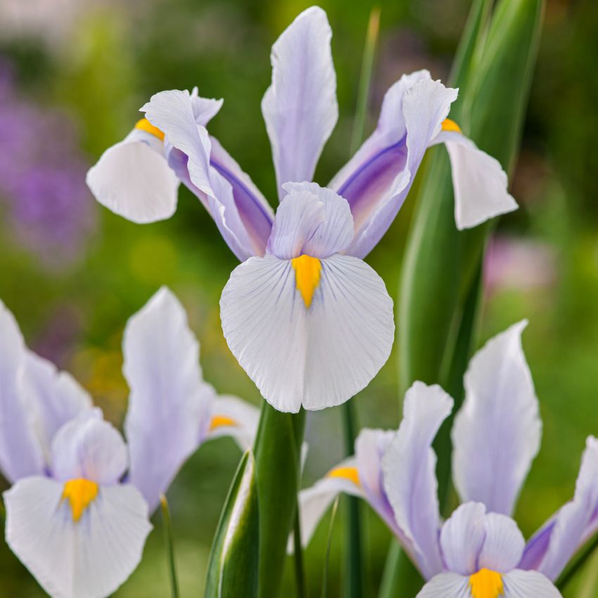 Holländsk Iris 'Carmen' 25 st