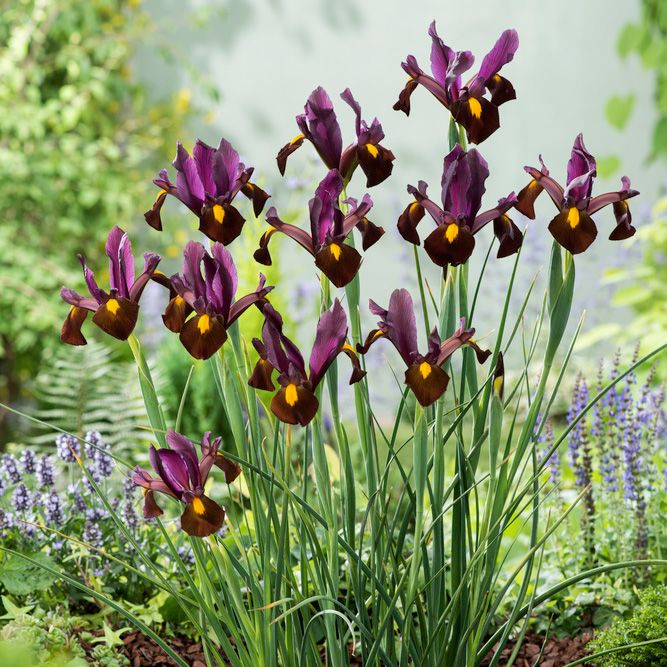 Holländsk Iris 'Red Ember' 10 st