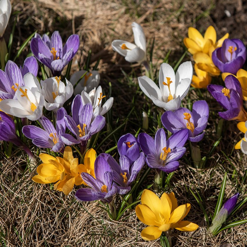 Krokus Storblommig Mix 60 st