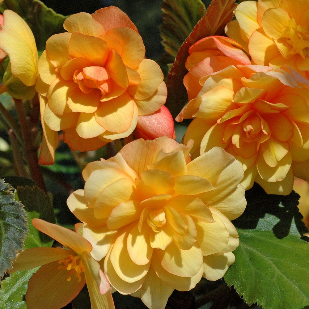 Hängbegonia F1 'Illumination Apricot'