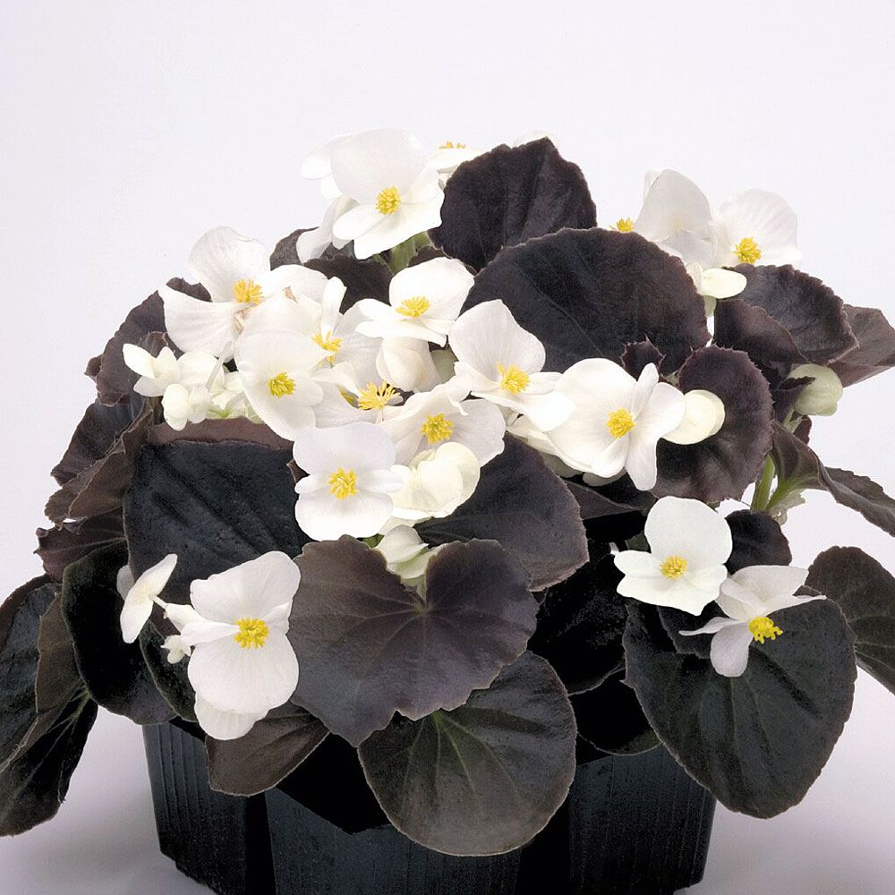 Sommarbegonia F1 'Nightlife White'