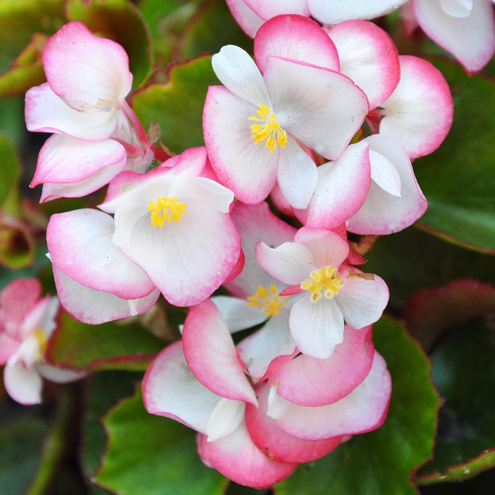 Sommarbegonia F1 'Super Olympia Bicolor'