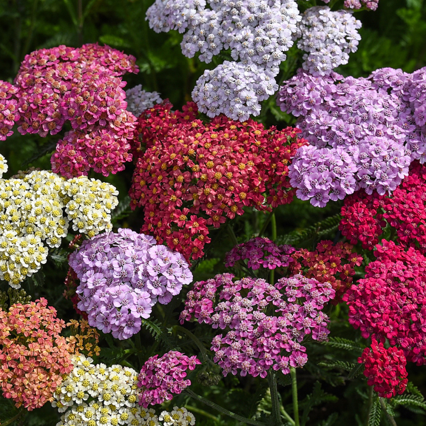 Röllika 'Flowerburst Fruit Bowl'