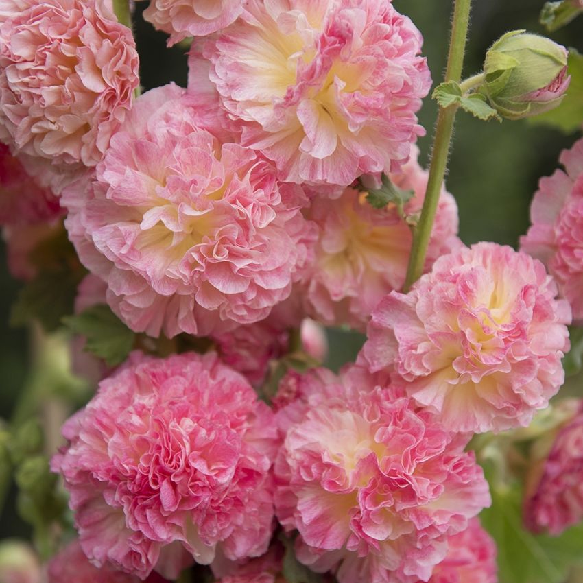 Stockros 'Chater's Salmon Pink'