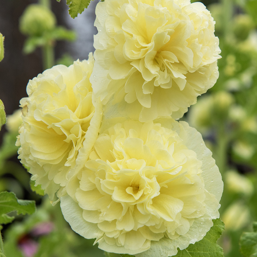 Stockros 'Chater's Golden Yellow'