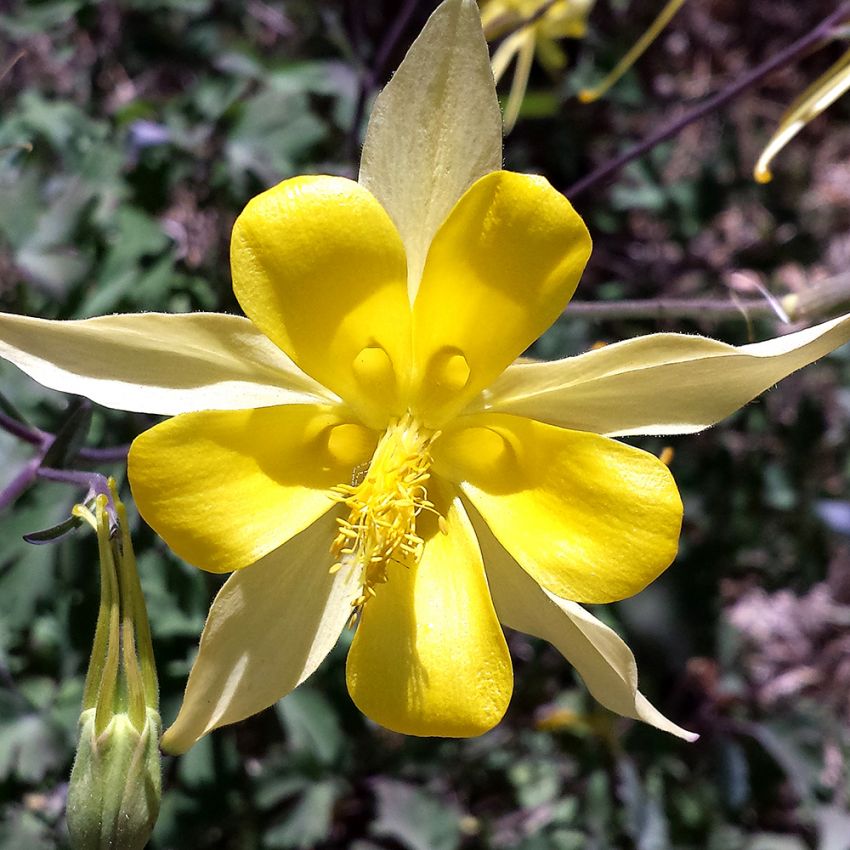 Guldakleja 'Yellow Star'