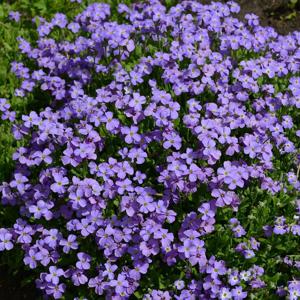 Aubrietia 'Cascade Blue'