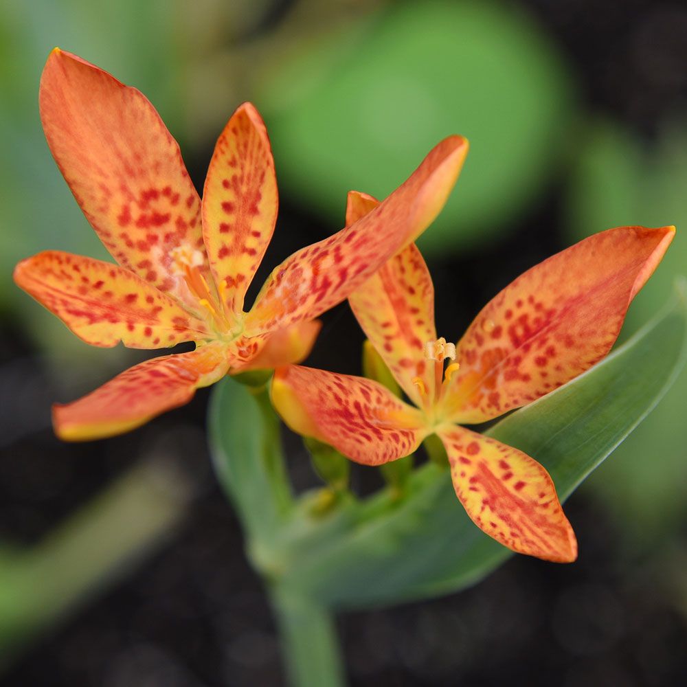 Leopardblomma 'Freckle Face'