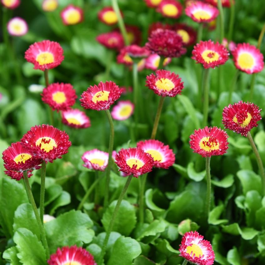 Tusensköna 'Bellissima Red'