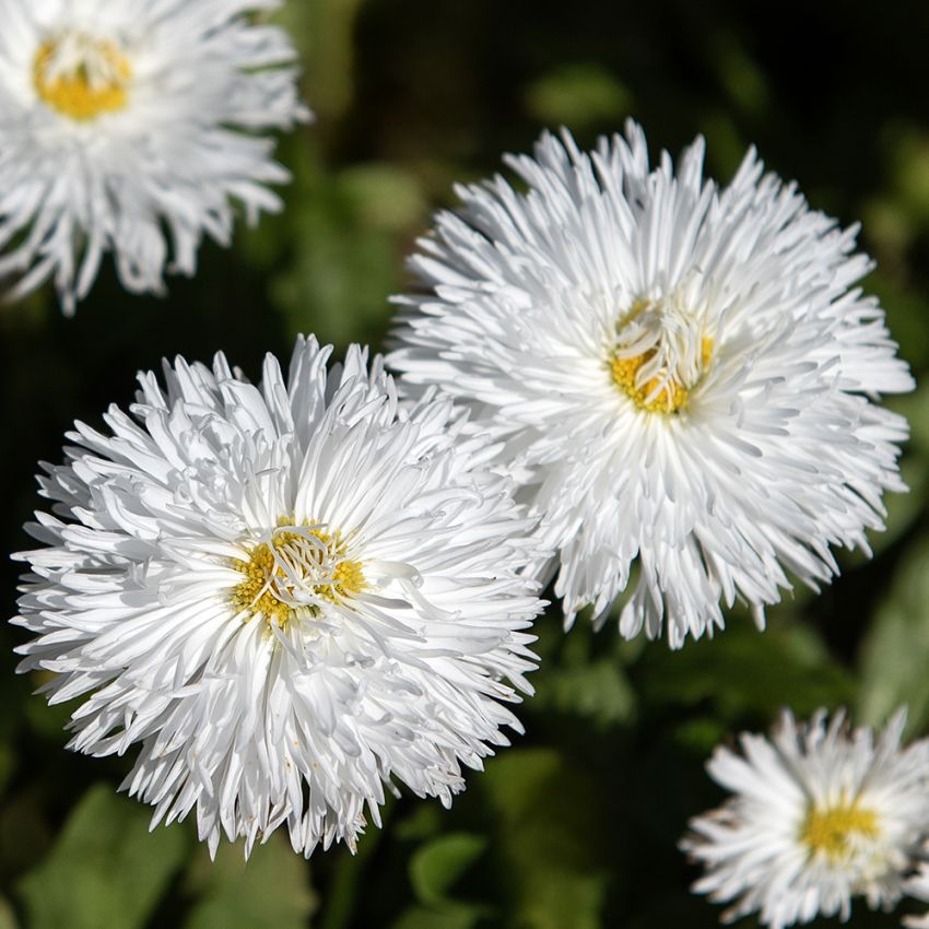 Tusensköna 'Habanera White'