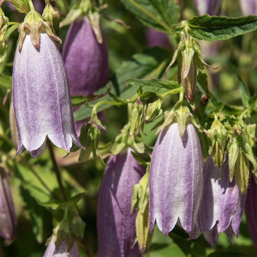 Prickklocka 'Rubriflora'