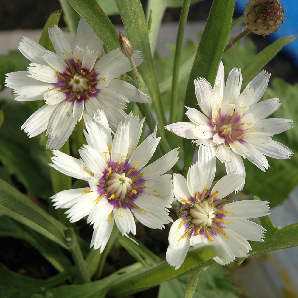 Vit Gräsfibbla 'Bicolor'