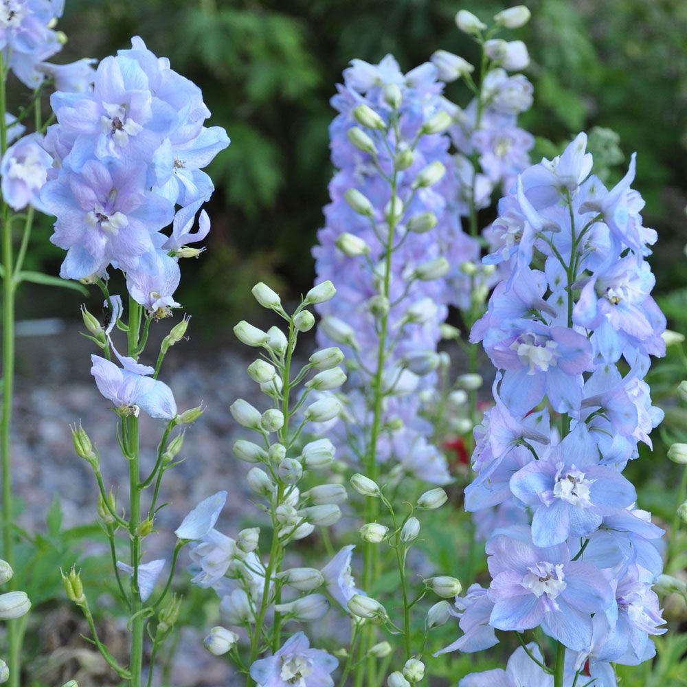 Trädgårdsriddarsporre F1 'Guardian Lavender'