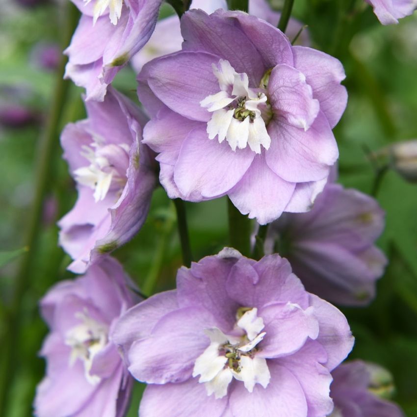 Trädgårdsriddarsporre 'Magic Fountains Cherry White Bee'