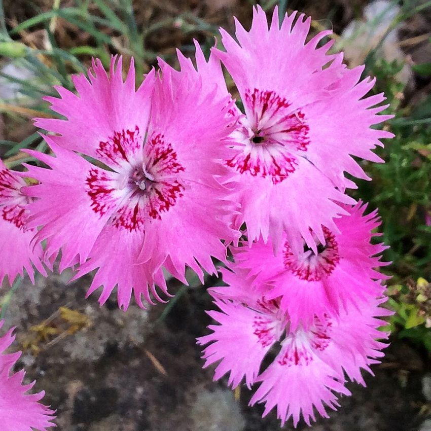 Stor Bergnejlika 'Grandiflorus'