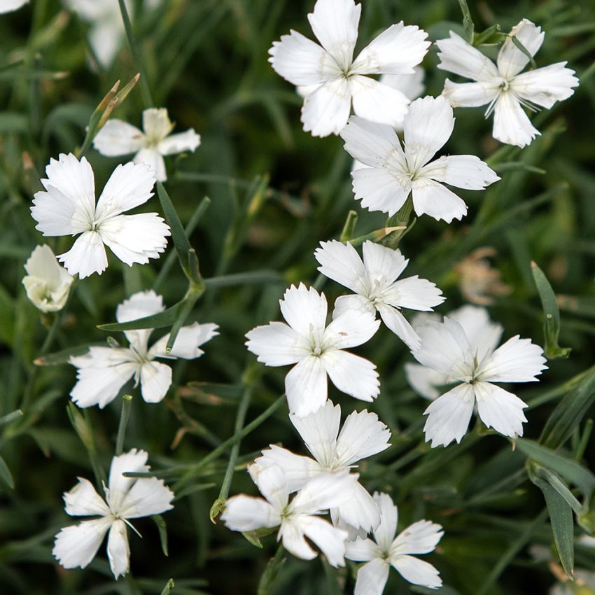 Backnejlika 'White'