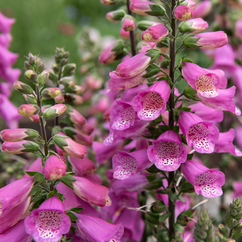 Fingerborgsblomma F1 'Bubbly Pink'