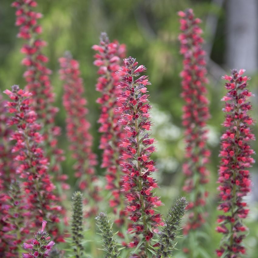 Röd Snokört 'Red Feathers'