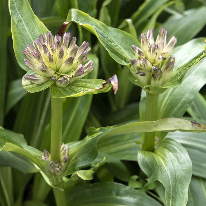 Kålgentiana