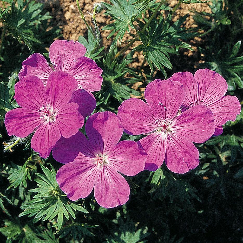 Blodnäva 'Vision Violet'