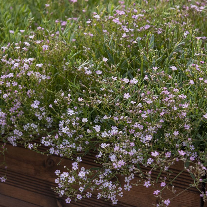 Hängslöja 'Rosea'