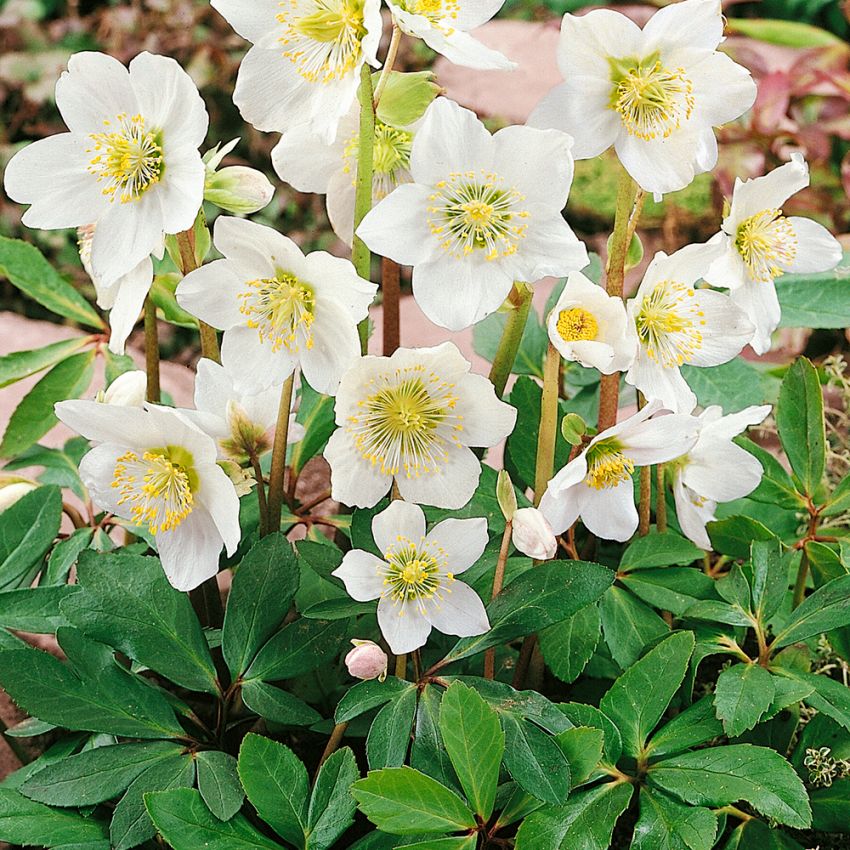 Julros Perenner Helleborus niger Impecta