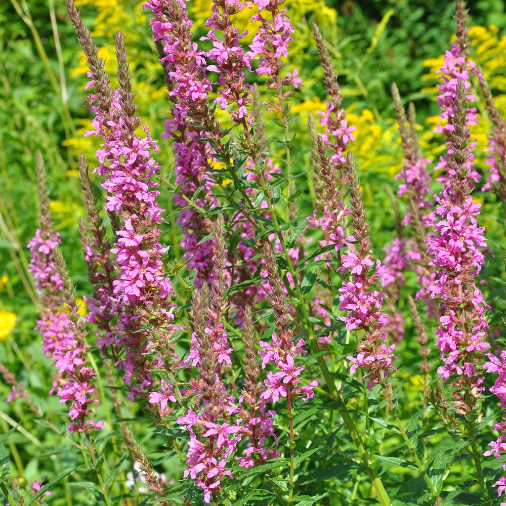 Fackelblomster 'Rosy Gem'