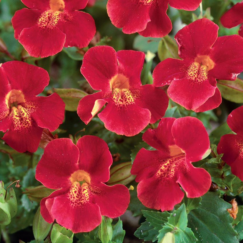 Kopparröd Gyckelblomma 'Red Emperor'