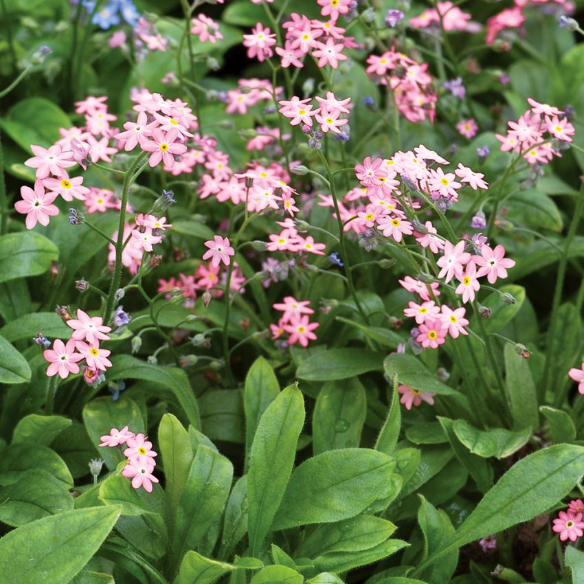 Trädgårdsförgätmigej 'Victoria Rosea'