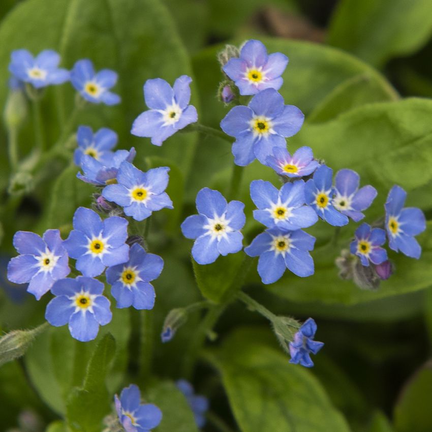 Skogsförgätmigej 'Bellamy Blue'